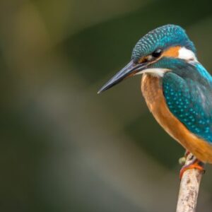 Zákon na ochranu zvířat